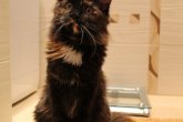 Ch.(WCF) Haifa Perfect Cat*UA of Maidilicos