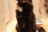 Ch.(WCF) Haifa Perfect Cat*UA of Maidilicos