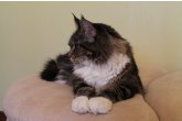 Int.Ch.(WCF) Italia Perfect Cat*UA of Maidilicos