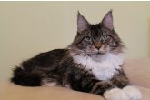 Int.Ch.(WCF) Italia Perfect Cat*UA of Maidilicos