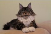 Int.Ch.(WCF) Italia Perfect Cat*UA of Maidilicos