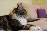 Int.Ch.(WCF) Italia Perfect Cat*UA of Maidilicos