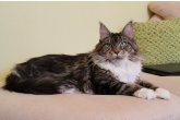 Int.Ch.(WCF) Italia Perfect Cat*UA of Maidilicos