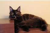 Ch.(WCF) Haifa Perfect Cat*UA of Maidilicos