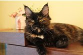 Ch.(WCF) Haifa Perfect Cat*UA of Maidilicos