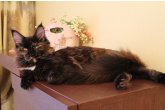 Ch.(WCF) Haifa Perfect Cat*UA of Maidilicos