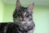  Int.Ch.(WCF) Aura Ambient Cat of Maidilicos