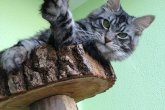  Int.Ch.(WCF) Aura Ambient Cat of Maidilicos