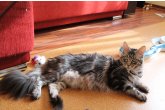  Int.Ch.(WCF) Aura Ambient Cat of Maidilicos