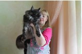 Int.Сh.(WCF) Nikaragua Perfect Cat*UA  of Maidilicos