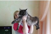 Int.Сh.(WCF) Nikaragua Perfect Cat*UA  of Maidilicos