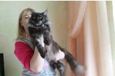Int.Сh.(WCF) Nikaragua Perfect Cat*UA  of Maidilicos