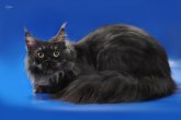 Int.Сh.(WCF) Nikaragua Perfect Cat*UA  of Maidilicos