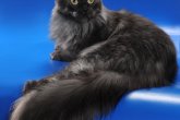 Int.Сh.(WCF) Nikaragua Perfect Cat*UA  of Maidilicos