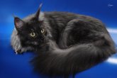 Int.Сh.(WCF) Nikaragua Perfect Cat*UA  of Maidilicos