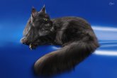 Int.Сh.(WCF) Nikaragua Perfect Cat*UA  of Maidilicos