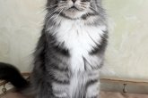 UA*ForestKitty Charlotte
