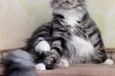 UA*ForestKitty Charlotte