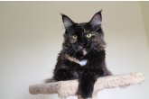Ch.(WCF) Haifa Perfect Cat*UA of Maidilicos