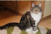 Int.Ch.(WCF) Italia Perfect Cat*UA of Maidilicos