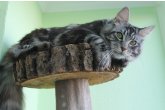  Int.Ch.(WCF) Aura Ambient Cat of Maidilicos