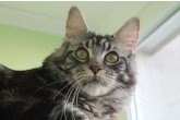  Int.Ch.(WCF) Aura Ambient Cat of Maidilicos