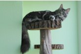  Int.Ch.(WCF) Aura Ambient Cat of Maidilicos