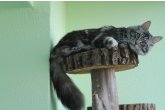  Int.Ch.(WCF) Aura Ambient Cat of Maidilicos
