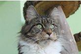 Int.Ch.(WCF) Italia Perfect Cat*UA of Maidilicos