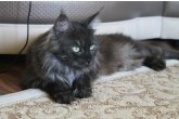 Int.Сh.(WCF) Nikaragua Perfect Cat*UA  of Maidilicos