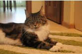 Int.Ch.(WCF) Italia Perfect Cat*UA of Maidilicos