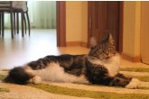 Int.Ch.(WCF) Italia Perfect Cat*UA of Maidilicos