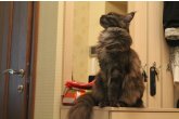 Int.Сh.(WCF) Nikaragua Perfect Cat*UA  of Maidilicos