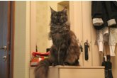 Int.Сh.(WCF) Nikaragua Perfect Cat*UA  of Maidilicos