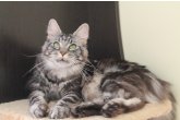  Int.Ch.(WCF) Aura Ambient Cat of Maidilicos