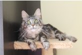  Int.Ch.(WCF) Aura Ambient Cat of Maidilicos