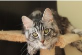  Int.Ch.(WCF) Aura Ambient Cat of Maidilicos