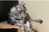  Int.Ch.(WCF) Aura Ambient Cat of Maidilicos