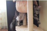  Int.Ch.(WCF) Aura Ambient Cat of Maidilicos