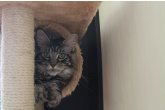  Int.Ch.(WCF) Aura Ambient Cat of Maidilicos