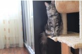  Int.Ch.(WCF) Aura Ambient Cat of Maidilicos