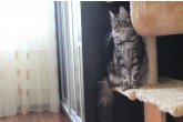  Int.Ch.(WCF) Aura Ambient Cat of Maidilicos