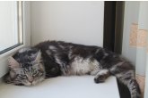  Int.Ch.(WCF) Aura Ambient Cat of Maidilicos