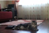  Int.Ch.(WCF) Aura Ambient Cat of Maidilicos