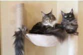 Int.Сh.(WCF) Nikaragua Perfect Cat*UA  of Maidilicos