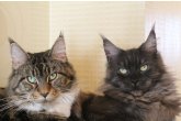 Int.Сh.(WCF) Nikaragua Perfect Cat*UA  of Maidilicos