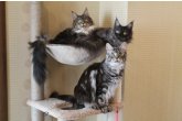 Int.Сh.(WCF) Nikaragua Perfect Cat*UA  of Maidilicos