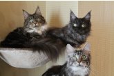 Int.Сh.(WCF) Nikaragua Perfect Cat*UA  of Maidilicos