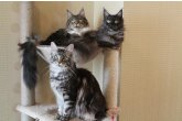 Int.Сh.(WCF) Nikaragua Perfect Cat*UA  of Maidilicos