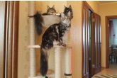  Int.Ch.(WCF) Aura Ambient Cat of Maidilicos